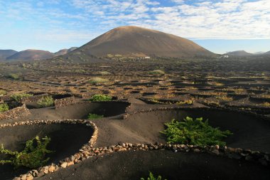 Lapilli La Geria, Lanzarote, Kanarya Adaları, İspanya Malvasia üzüm kaplı 