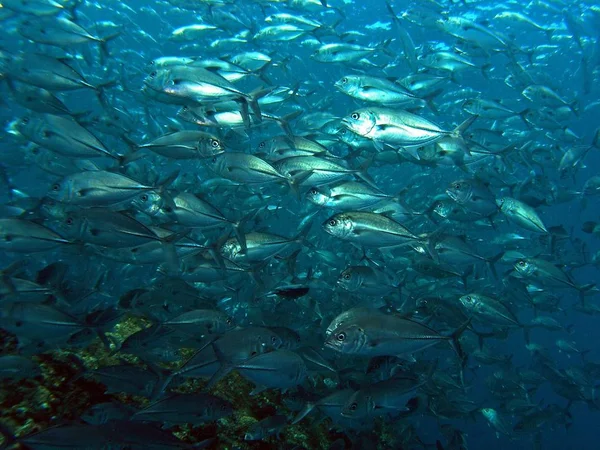 Scuola Jackfish, Isola di Bali, Indonesia — Foto Stock