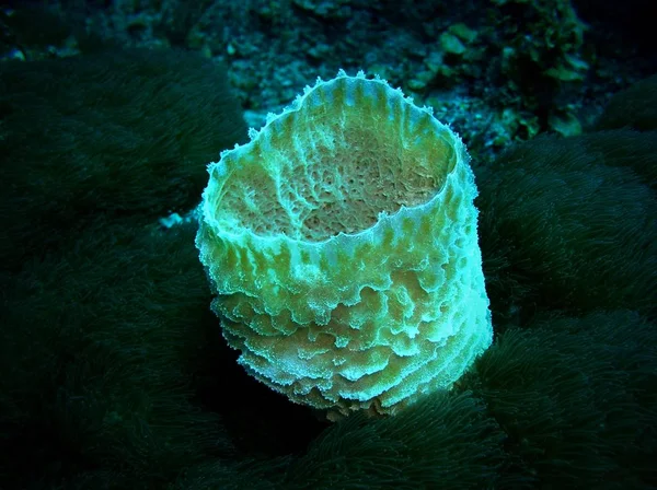 Svamp, Ambergris Caye, Belize — Stockfoto