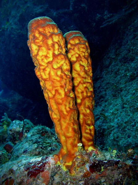 Schwamm, ambergris caye, belize — Stockfoto