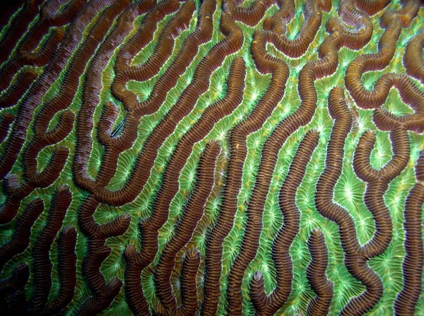 Brain Coral, Bernstein Caye, belize — Stockfoto