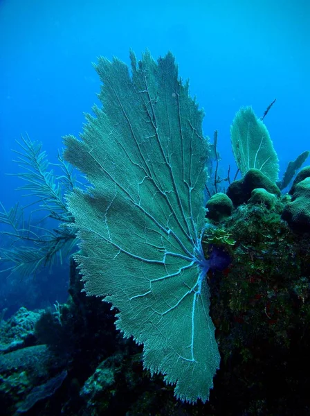 Венерический фанат моря, Ambergris Caye, Белиз — стоковое фото