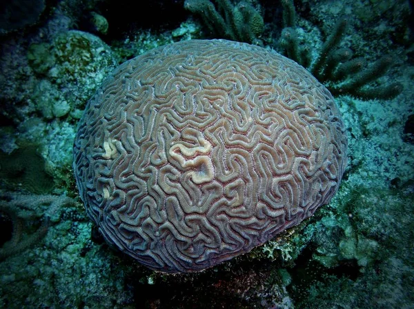 Hjärnkorall, Ambergris Caye, Belize — Stockfoto