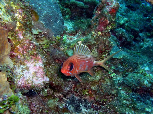 Ambra Caye, pod vodou, Belize — Stock fotografie