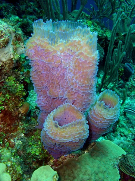 Svamp, Ambergris Caye, Belize — Stockfoto