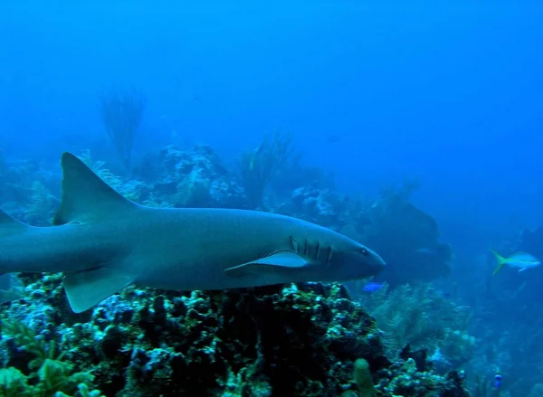 Squalo infermiera, Ambergris Caye, Belize — Foto Stock