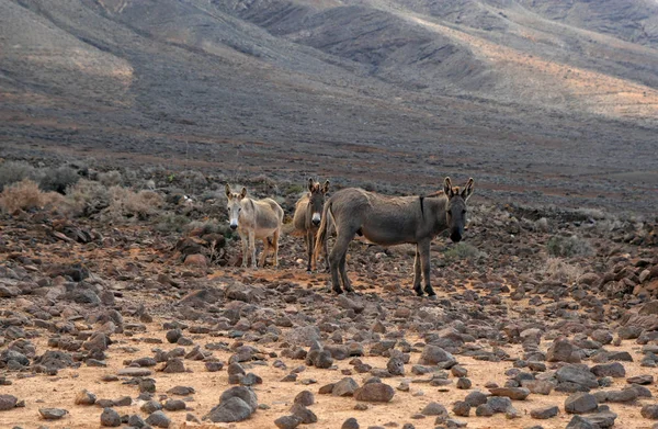 Burros, Cofete, Fuerteventura, Ilhas Canárias, Espanha — Fotografia de Stock