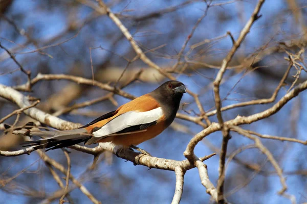 Kızılca treepie, Ranthambore Milli Parkı