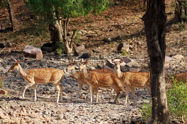 Chital, Parque Nacional de Ranthambore — Fotografia de Stock