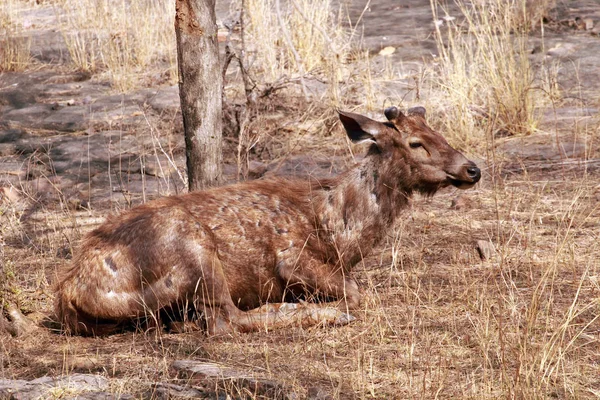 Veado Sambar, Parque Nacional de Ranthambore — Fotografia de Stock