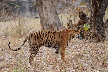 Bengal kaplanı Ranthambore içinde