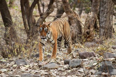 Bengal kaplanı Ranthambore içinde