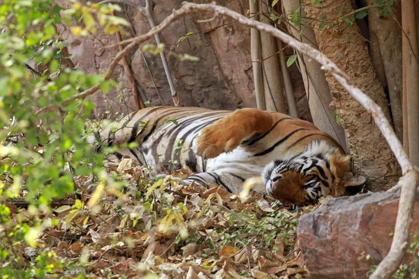 Bengal kaplanı Ranthambore içinde — Stok fotoğraf