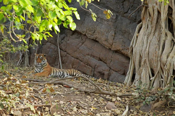 Bengal kaplanı Ranthambore içinde — Stok fotoğraf