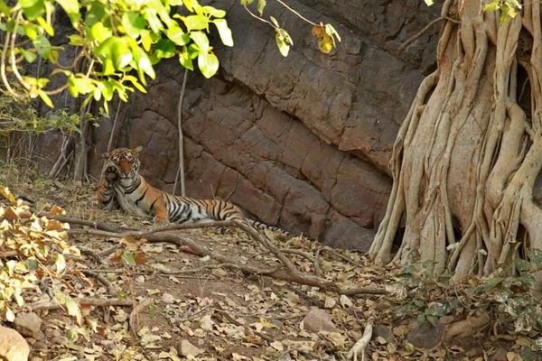 Tigre du Bengale à Ranthambore — Photo