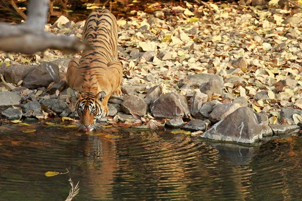 Bengal kaplanı Ranthambore içinde — Stok fotoğraf