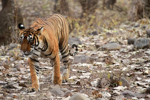 Bengalisk tiger i Ranthambore — Stockfoto