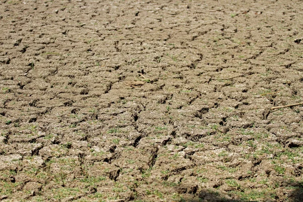 Drought, Keoladeo National Park — Stock Photo, Image