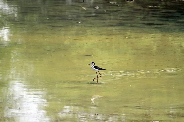 Inclinação de asas pretas — Fotografia de Stock