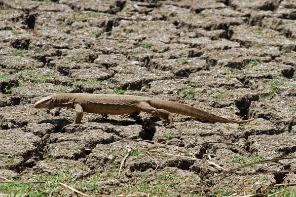 Monitor lagarto, Parque Nacional Keoladeo — Fotografia de Stock