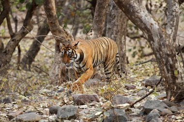 Bengal kaplanı Ranthambore içinde