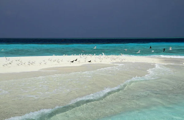 Playa de Maldivas, Ari Atol — Foto de Stock