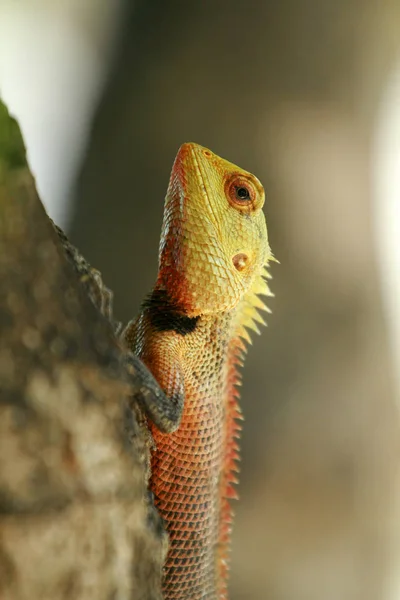 Oriental garden lizard — Stock Photo, Image