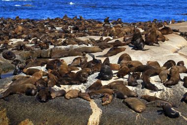 kahverengi kürklü fok