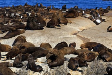 kahverengi kürklü fok