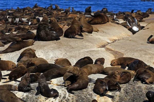 kahverengi kürklü fok