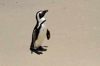 Afrika penguen, Cape town