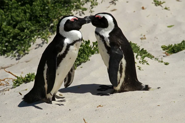 Pingüino africano, Ciudad del Cabo —  Fotos de Stock