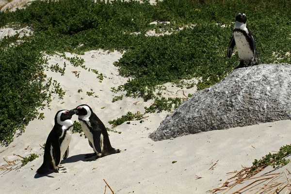 Pingüino africano, Ciudad del Cabo —  Fotos de Stock