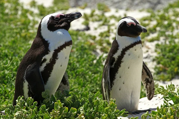 非洲企鹅开普敦 — 图库照片