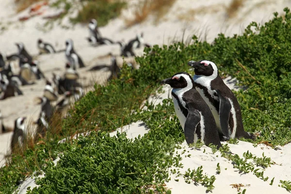 Pingüino africano, Ciudad del Cabo —  Fotos de Stock
