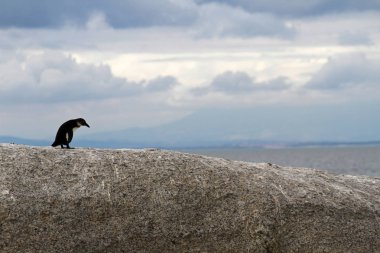 Afrika penguen, Cape town