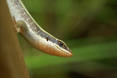 Afrika çizgili skink