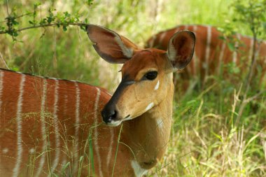 Nyala, Kruger Milli Parkı