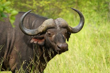 Buffalo, Kruger Milli Parkı