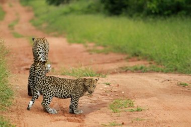 Leopar, Kruger Milli Parkı