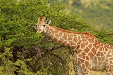 South African giraffe clipart