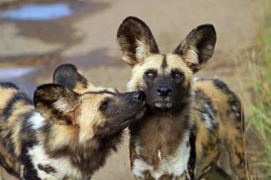 Afrika Vahşi köpekler