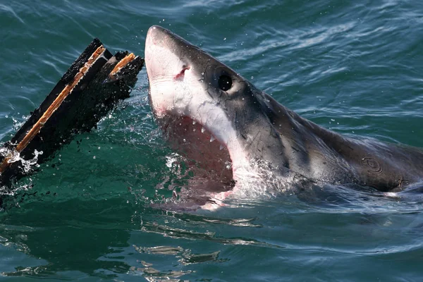 Gran tiburón blanco — Foto de Stock