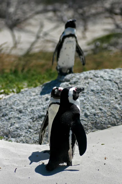 Tučňák brýlový, Kapské město — Stock fotografie