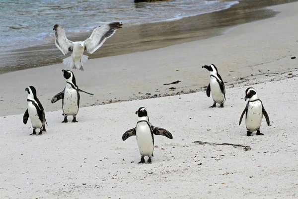 Pápaszemes pingvin, Cape town — Stock Fotó