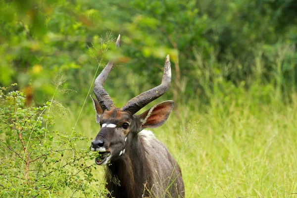 Nyala masculino, Parque Nacional Kruger — Fotografia de Stock