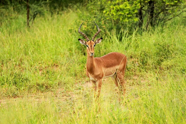 Impala, Kruger Milli Parkı — Stok fotoğraf