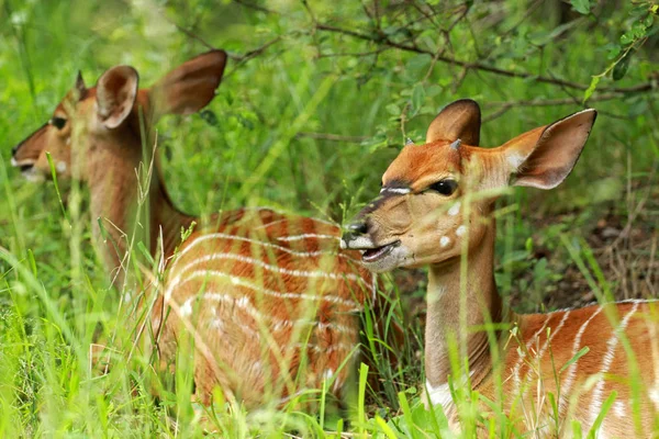 Nyala, Kruger Milli Parkı