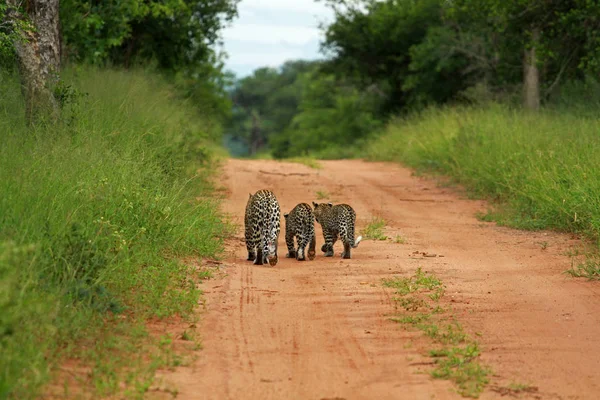 Leopar, Kruger Milli Parkı