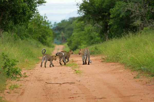 Leopardos, Parque Nacional Kruger — Fotografia de Stock